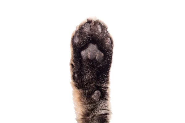 Stüdyo Işıkları Beyaz Arka Planda Kedi Pençesi Yumuşak Odaklanma Yakın — Stok fotoğraf