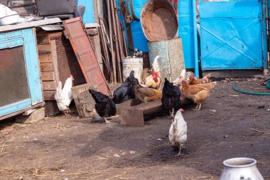 Sokak lambası. Ev çiftliği. Üzerinde bir kuş yürüyüp yemek yiyor. Yakın plan. Horoz ve tavuk.