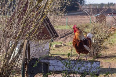 Sokak lambası. Ev çiftliği. Üzerinde bir kuş yürüyüp yemek yiyor. Yakın plan. Horoz ve tavuk.