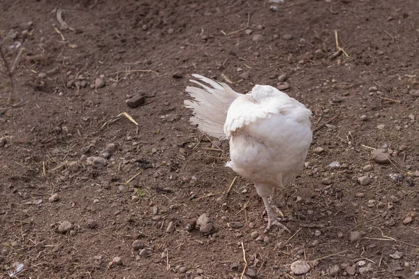 Street Lighting Home Farmstead Bird Walks Eats Close Rooster Chicken — Stock Photo, Image
