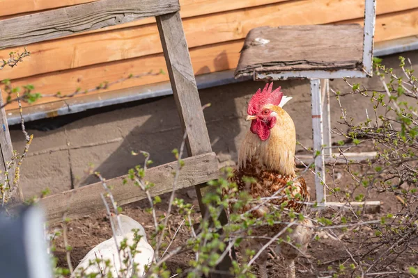 Alumbrado Público Granja Casa Pájaro Camina Come Primer Plano Gallo — Foto de Stock