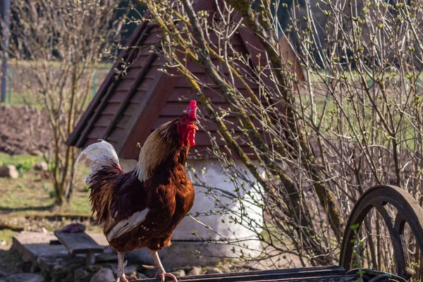 Street Lighting Home Farmstead Bird Walks Eats Close Rooster Chicken — Stock Photo, Image