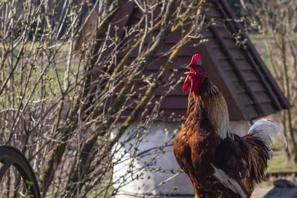 Iluminação Pública Casa Fazenda Pássaro Caminha Come Nele Close Galo — Fotografia de Stock