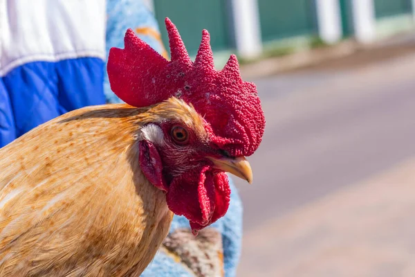 Alumbrado Público Granja Casa Pájaro Camina Come Primer Plano Gallo — Foto de Stock