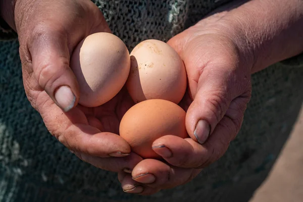 close-up. An elderly woman with dirty nails holds three chicken eggs in her hands.