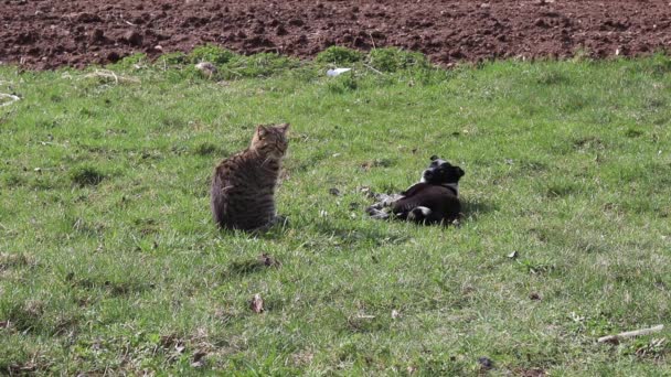 Natural Light Pets Cat Small Dog Play Green Meadow Park — Stockvideo