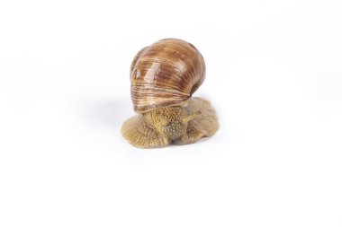 Stüdyo ışıkları. Beyaz arka planda sokak salyangozu. Yakın plan.