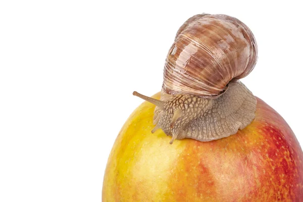 Iluminación Estudio Caracol Sobre Una Manzana Roja Sobre Fondo Blanco — Foto de Stock