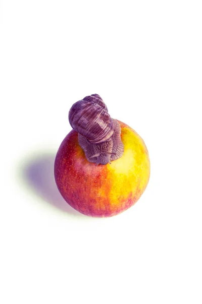 Iluminación Estudio Caracol Sobre Una Manzana Roja Sobre Fondo Blanco —  Fotos de Stock