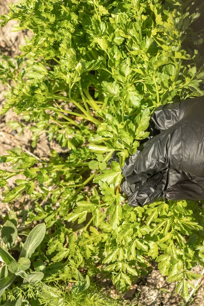 Straßenbeleuchtung Strahlende Sonne Eine Menschliche Hand Schwarzen Handschuhen Pflückt Petersilie — Stockfoto