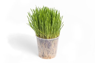 Stüdyo ışıkları. Beyaz arka planda bitki filizlenir. Toprağa dikmek için özel bir konteynırda toplanmış.