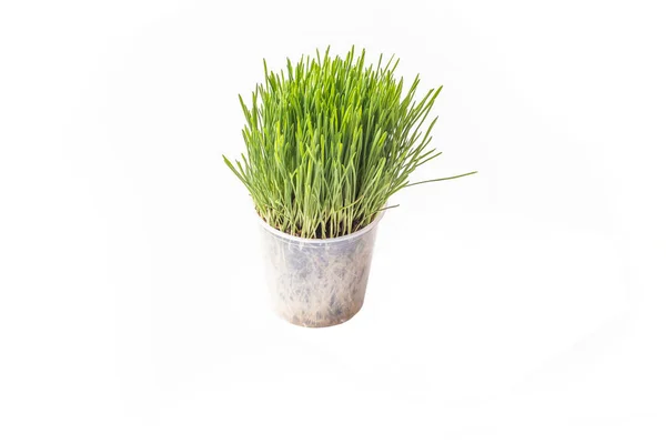 Studio Lighting White Background Plant Sprouts Collected Special Container Planting — Stock Photo, Image