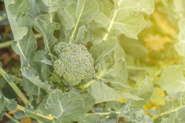 Yumuşak odaklanma. Doğal ışık. Kimyasal kullanmadan organik ürünler yetiştirmek. yeşil brokoli. yakın plan