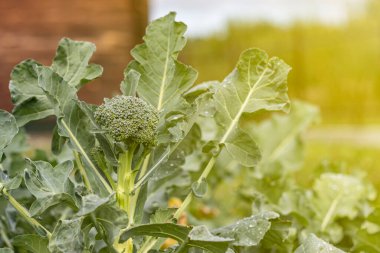 Yumuşak odaklanma. Doğal ışık. Kimyasal kullanmadan organik ürünler yetiştirmek. yeşil brokoli. yakın plan