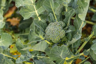 Yumuşak odaklanma. Doğal ışık. Kimyasal kullanmadan organik ürünler yetiştirmek. yeşil brokoli. yakın plan