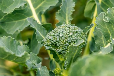 Yumuşak odaklanma. Doğal ışık. Kimyasal kullanmadan organik ürünler yetiştirmek. yeşil brokoli. yakın plan