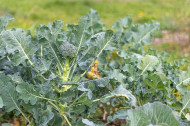 Yumuşak odaklanma. Doğal ışık. Kimyasal kullanmadan organik ürünler yetiştirmek. yeşil brokoli. yakın plan