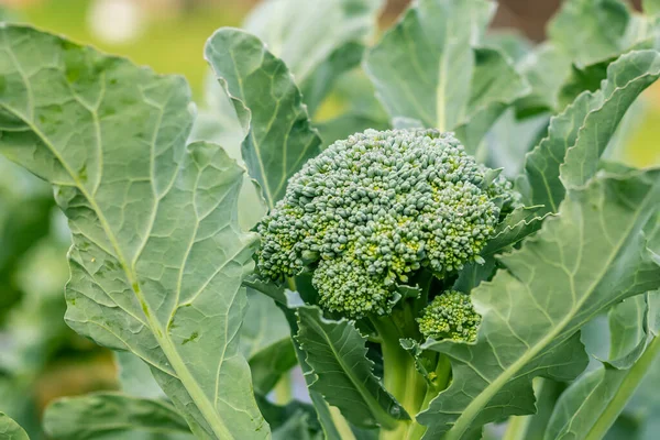 Yumuşak odaklanma. Doğal ışık. Kimyasal kullanmadan organik ürünler yetiştirmek. yeşil brokoli. yakın plan