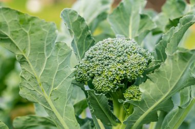 Yumuşak odaklanma. Doğal ışık. Kimyasal kullanmadan organik ürünler yetiştirmek. yeşil brokoli. yakın plan