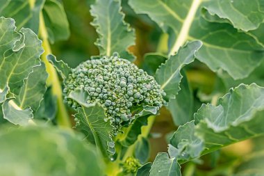 Yumuşak odaklanma. Doğal ışık. Kimyasal kullanmadan organik ürünler yetiştirmek. yeşil brokoli. yakın plan