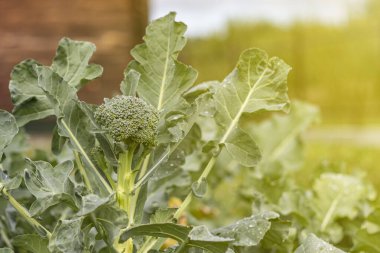 Yumuşak odaklanma. Doğal ışık. Kimyasal kullanmadan organik ürünler yetiştirmek. yeşil brokoli. yakın plan