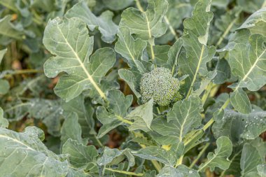 Yumuşak odaklanma. Doğal ışık. Kimyasal kullanmadan organik ürünler yetiştirmek. yeşil brokoli. yakın plan