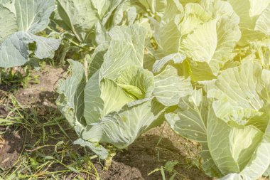 Lahana. Doğal ışık. Kimyasal kullanmadan organik ürünler yetiştirmek. yakın plan