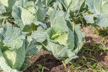 Lahana. Doğal ışık. Kimyasal kullanmadan organik ürünler yetiştirmek. yakın plan