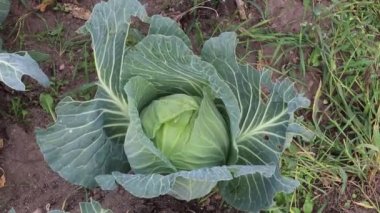 Lahana. Doğal ışık. Kimyasal kullanmadan organik ürünler yetiştirmek. yakın plan.