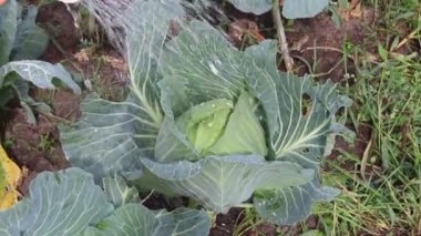 Lahana. Doğal ışık. Kimyasal kullanmadan organik ürünler yetiştirmek. yakın plan.