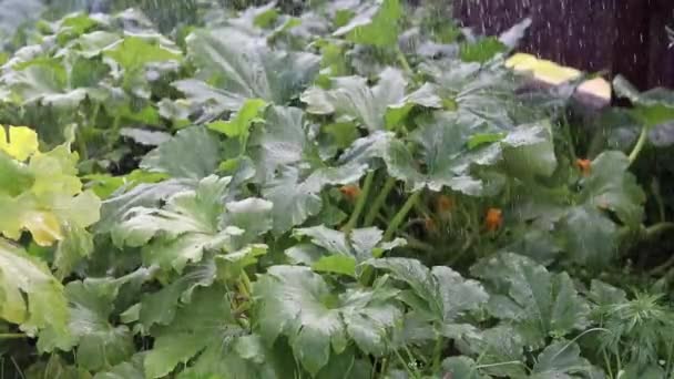 Zucchini Regnet Ein Wenig Gießen Wasser Ein Ökologisches Produkt Das — Stockvideo