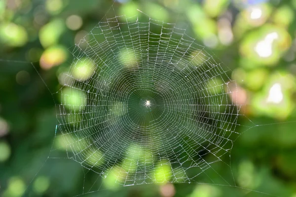 Araña —  Fotos de Stock