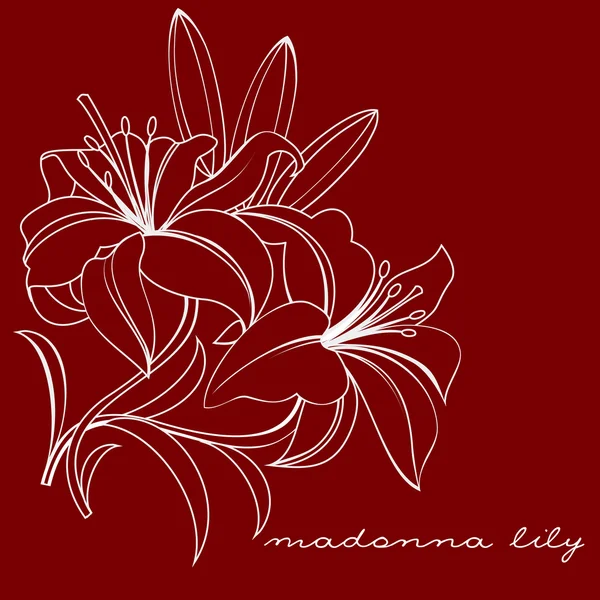 Madonna lily — Wektor stockowy