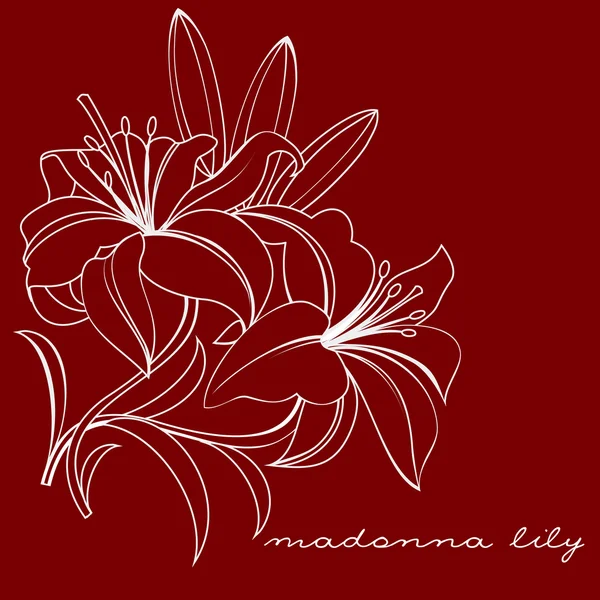 Madonnalelie vast — Stockvector