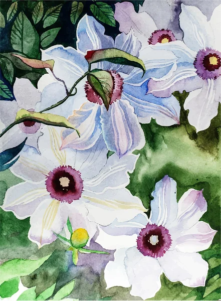 Flores de acuarela - blanco clematis — Vector de stock