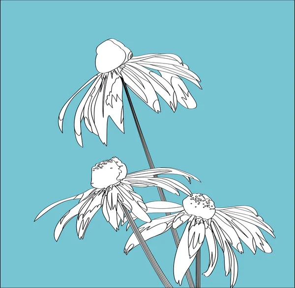 Flor rudbeckia — Vetor de Stock