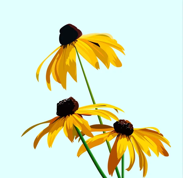 Rudbeckia virág — Stock Vector