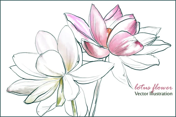 Lotus flower — Stock Vector