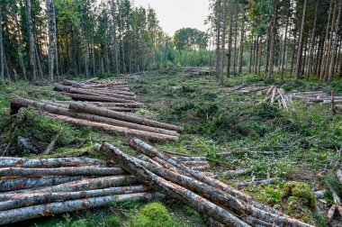 Ağaç gövdeleri kesme alanına istiflenmiş