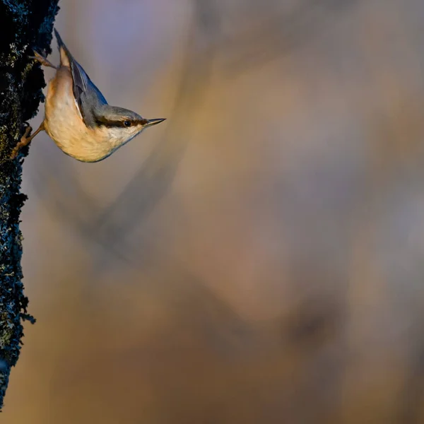 Sittelle sur écorce d'arbre regardant dehors dans la lumière du soir — Photo