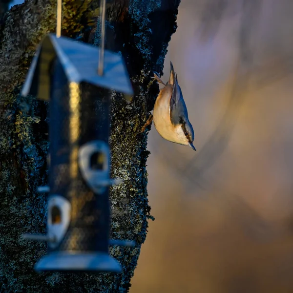 Alimentador de aves y nuthatch a la luz de la noche Suecia — Foto de Stock