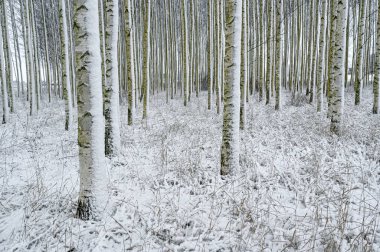 İsveç 'te ekili huş ağaçları ormanı