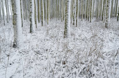İsveç 'te ekili huş ağaçları ormanı