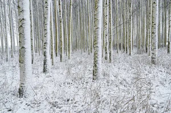 Лес посаженных берез в Швеции — стоковое фото