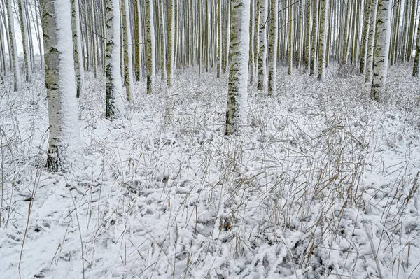 Лес посаженных берез в Швеции — стоковое фото