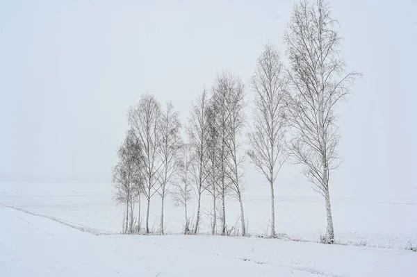 Cluster of birches standing on snowy fields — Stock Photo, Image