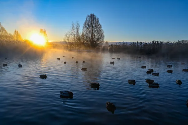 Sunrise and mist over mallards in a pond — Stock Photo, Image