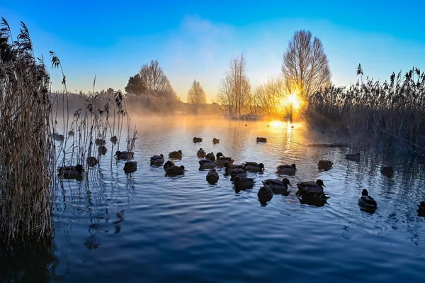 Sunrise and mist over mallards in a pond — Stock Photo, Image