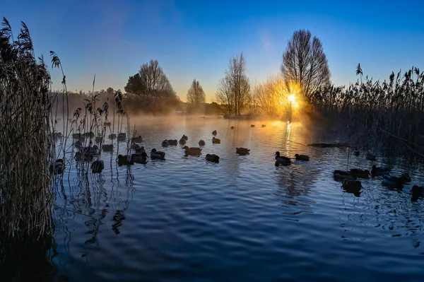 Sunrise and mist over mallards in a pond — Stock Photo, Image