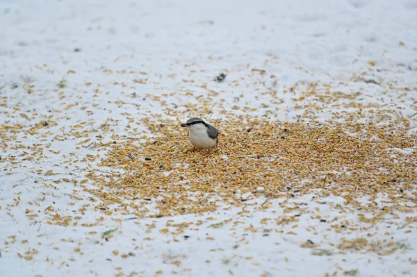 Nuthatch sitting on the ground eating bird seeds — Stock Photo, Image